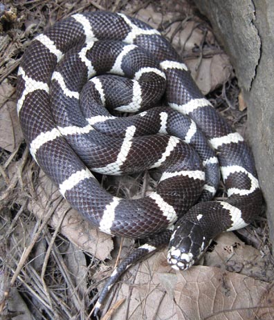 California Kingsnake